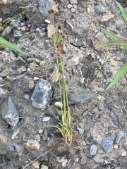 Luzula confusa