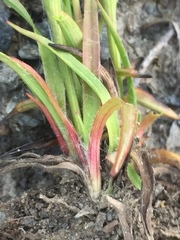 Luzula confusa