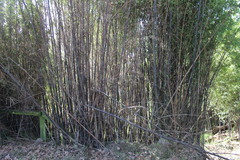 Phyllostachys nigra nigra