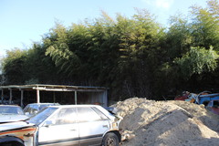 Phyllostachys nigra nigra