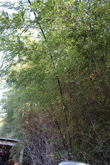 Phyllostachys nigra nigra