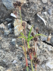 Luzula confusa