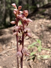 Corallorhiza striata vreelandii