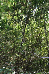 Phyllostachys nigra nigra