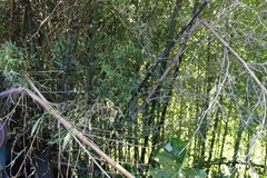Phyllostachys nigra nigra