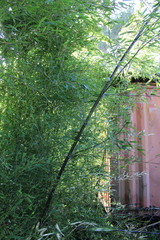 Phyllostachys nigra nigra