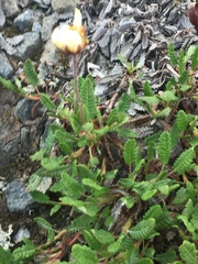 Dryas ajanensis