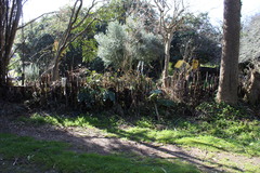 Phyllostachys nigra nigra