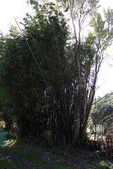 Phyllostachys nigra nigra