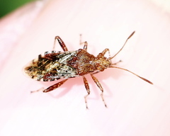 Rhopalus subrufus