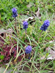 Muscari neglectum