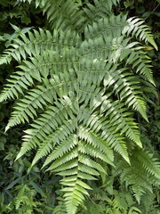 Diplazium viridissimum