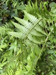Diplazium viridissimum