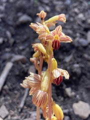 Corallorhiza striata vreelandii