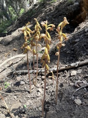 Corallorhiza striata vreelandii