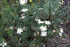 Olearia curticoma