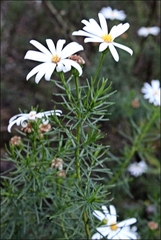 Olearia curticoma