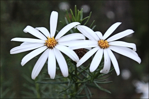 Billygoat Daisy-bush (Olearia curticoma)