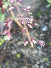 Poa arctica