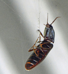 Hemicrepidius nemnonius