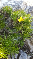 Euryops indecorus