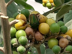 Cotinis mutabilis