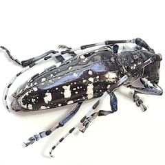 Anoplophora glabripennis