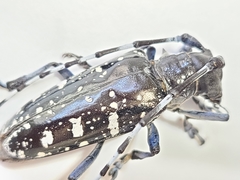 Anoplophora glabripennis