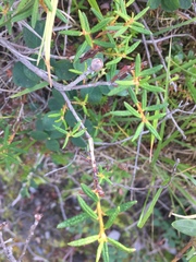 Rhododendron tomentosum