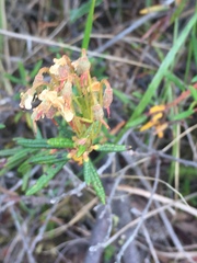 Rhododendron tomentosum