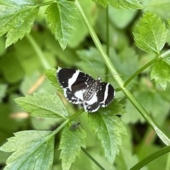 Trichodezia californiata