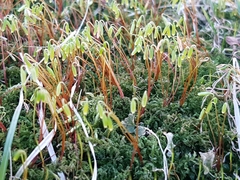 Plagiomnium undulatum