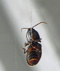 Hemicrepidius nemnonius