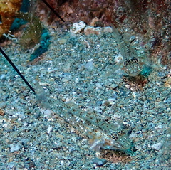 Fusigobius duospilus