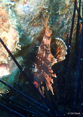 Dendrochirus barberi