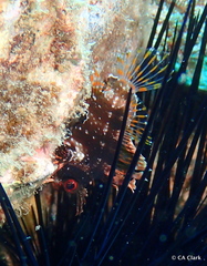 Dendrochirus barberi