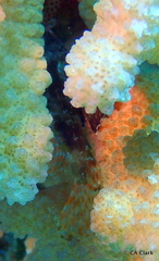 Dendrochirus barberi