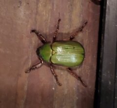 Chrysina lecontei