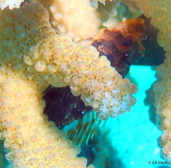 Dendrochirus barberi