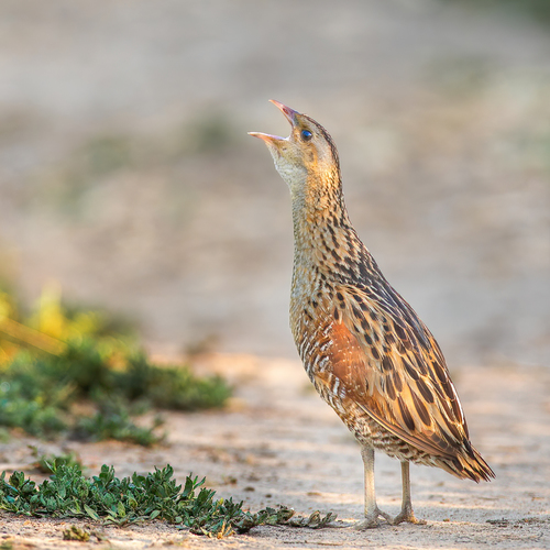 Guión de codornices (Crex crex)