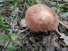 Boletus betulicola