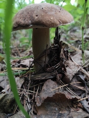 Boletus betulicola
