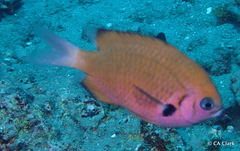 Pycnochromis pacifica