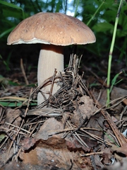Boletus betulicola