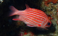 Sargocentron xantherythrum