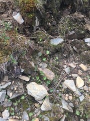 Micranthes porsildiana