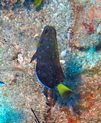 Ctenochaetus strigosus