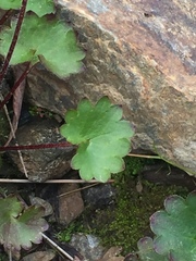 Micranthes porsildiana