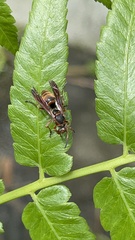 Polistes stigma
