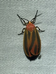 Hypoprepia miniata